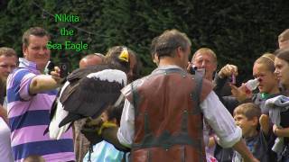 preview picture of video 'Raptors at Warwick Castle'