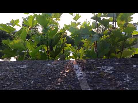 New Kids Nitro Turbo Bier Parodie Schultenbräu