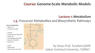 Lecture 1.3 - Metabolic Precursors and Biosynthetic Pathways | Genome Scale Metabolic Models
