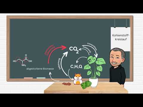 Der Kohlenstoffkreislauf