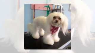 preview picture of video 'Cedar Creek Texas Pet Grooming (512) 629-5431 Dogs and Cats'