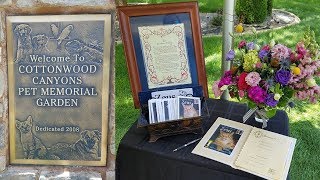 My Beloved Cat Zeus Passed Away