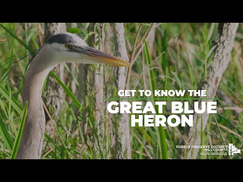 Get To Know The Great Blue Heron