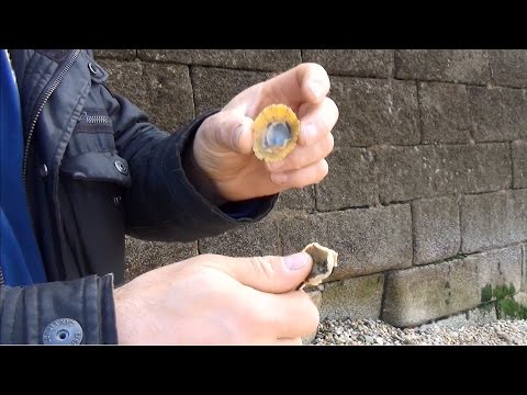 Marée Basse ; Patelle ; Bernique ; Chapeau Chinois ; mollusque ; Brennig ; Jambe ; Bretagne ; France