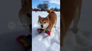はしゃぎまくる柴犬