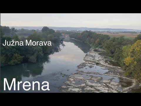 Pecanje Mrene JUZNA MORAVA ribolov na PLOVAK