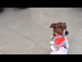 Boris Paw Catch