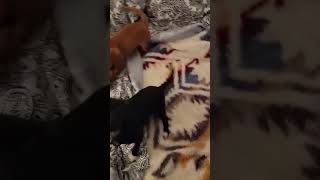 Video preview image #1 Chiweenie Puppy For Sale in Grafton, WI, USA