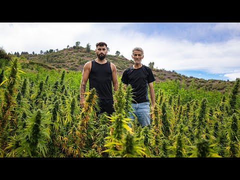 Ketama: The Land of Green Gold