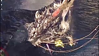 とある日の野良マルチ。ネロミェールを手玉に取る導き周回ハンター達。【アイスボーン】【MHWI】