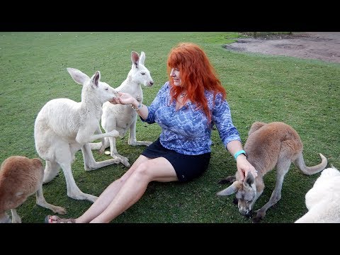 Kangaroo Cuddling Crowd at Caversham - Romancing The Globe Travel Blog