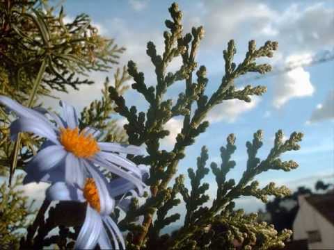 49 - ROMANCE DE LA LUNA LUNA DE GARCIA LORCA - LADY HAGUA