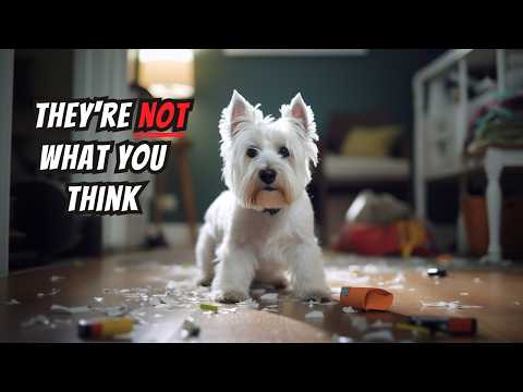 Things NO ONE tells you about owning a Westie