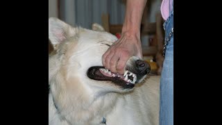 Download lagu i’ll be okay - sign crushes motorist(full album) mp3 Download lagu i’ll be okay - sign crushes motorist(full album) mp3