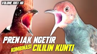 Download lagu NGETIRNYA PATASS!!! PRENJAK ABANG BETINA SAMBUNG CILILIN KUNTI || MASTERAN MURAI CUCAKIJO CENDET mp3