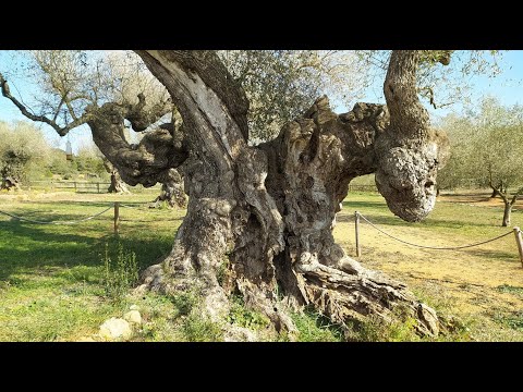 La Jana – Castelló/Castellón (España)