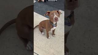 Video preview image #1 Mutt Puppy For Sale in Mission Viejo, CA, USA
