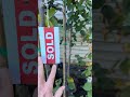 Sold Hang Tags for Nurseries & Garden Centers
