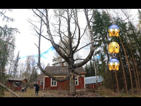 Mistä näitä mörköjä oikein tulee? Osa 1. Monster Birch Tree and Husqvarna 592xpg. @Akujelppi