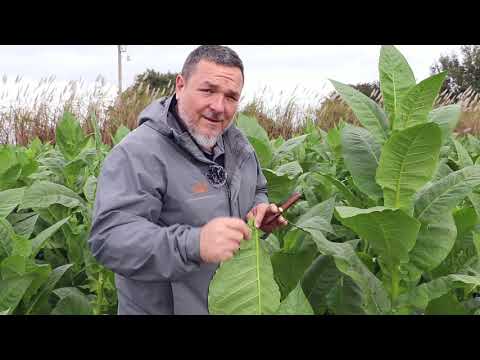 Florida Sun Grown Tobacco Winter Crop