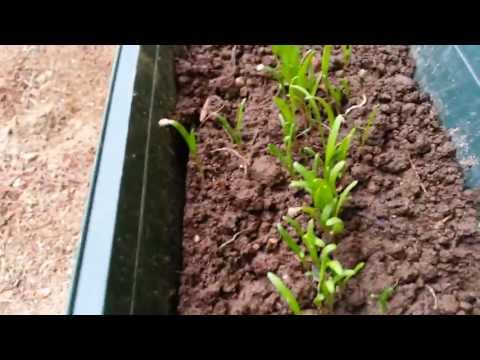 Sunnuntain aamun pinaatti katsaus