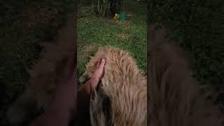 Video preview image #1 Shih Tzu-Unknown Mix Puppy For Sale in Virginia Beach, VA, USA