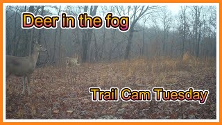 Buck AVOIDS Camera - Trail Cam Tuesday - February 4, 2025
