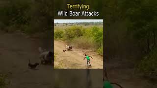 Download lagu Terrifying Wild Boar Attacks mp3 Download lagu Terrifying Wild Boar Attacks mp3