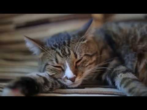 S10E05 Ķepa uz sirds 03.10.2015