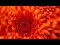 10,000 Maniacs My Sister Rose