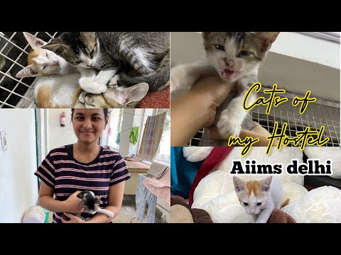 My Cat (Chiku) searching me for Food, Aiims Delhi Hostel life