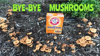 How to Kill Mushrooms 🍄