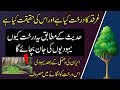 What Is Gharqad Tree Importance Of Gharqad Tree
