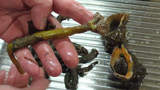 【海ガサ】蟹もアナゴも獲れたけどやっぱりケヤリムシが美味いんだな