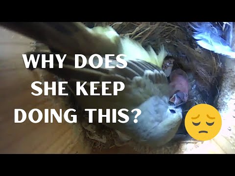 05.17.2020 Mother Bird Removes Third Chick from Nest (WHY?!?!?) | Great Crested Flycatcher Nest 2020