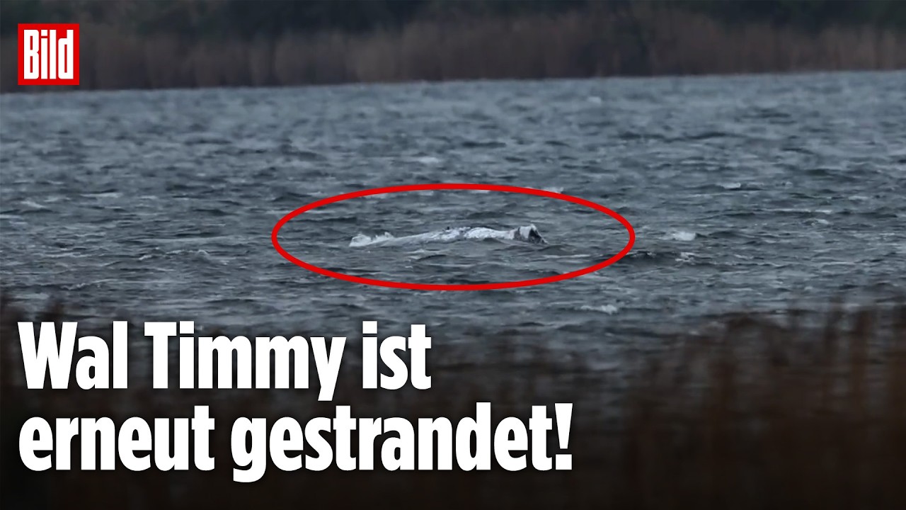 Drama um Wal Timmy: Jetzt sitzt er auf nächster Sandbank fest! Kann er es noch schaffen?