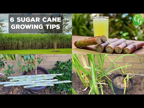 Mastering Sugar Cane Cultivation: Easy Steps to Grow and Harvest Sugarcane in Your Home Garden!