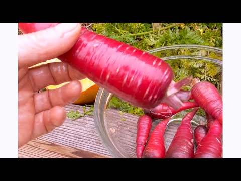 COSMIC PURPLE CARROTS | easy to grow & delicious variety!