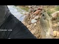 ஜிலேபி மீன் Big Tilapia Fishing In Dam Bait Fishing Traditional Fishing Hook த