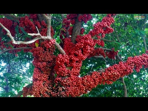 WOW! Amazing Agriculture Technology - Bon Bon fruit