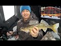 Video Thumbnail for Garmin Panoptix LiveScope Fish Slam (Ice Fishing Walleye, Perch & Cisco)