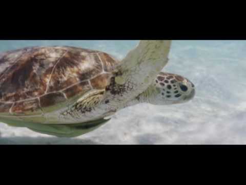 Lizard Island Experiences