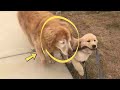 Blind Senior Dog Finds A Puppy Friend To Help Guide Him