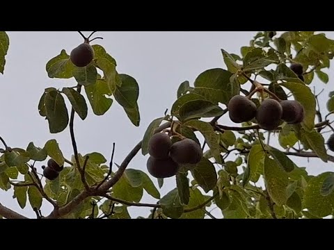 Os pequi já estão grandes na minha Região de Minas Gerais.