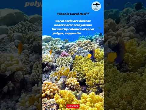 ABOUT CORALS - WHAT IS CORAL REEF