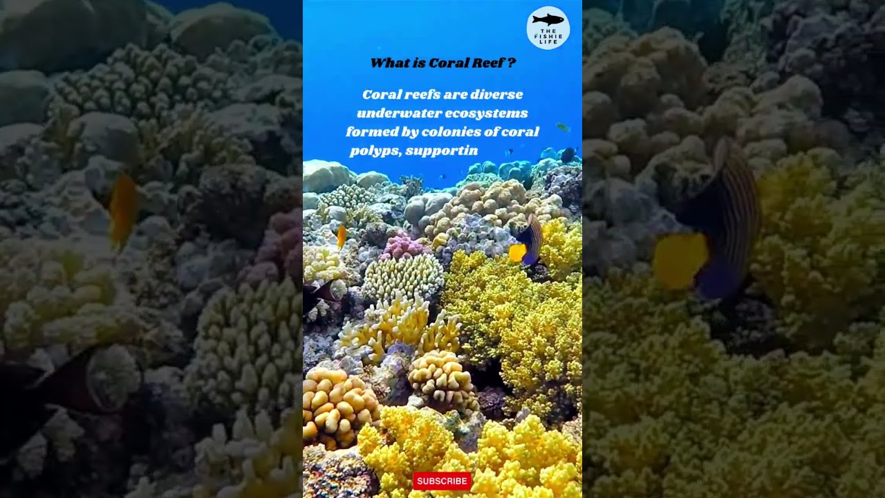 ABOUT CORALS - WHAT IS CORAL REEF