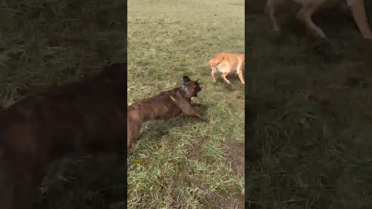 Enlarge Paprika, a ADOPTABLE mixed breed in Ilderton, ON video 6/6