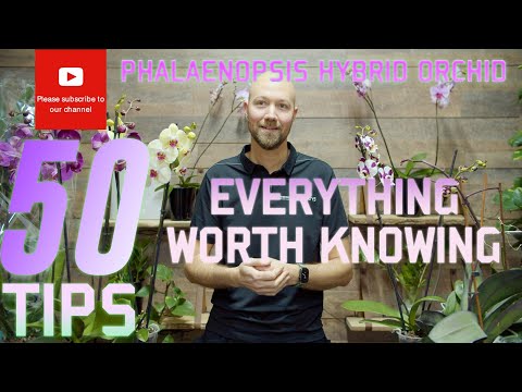 50 tips Phalaenopsis hybrid orchid Everything worth knowing