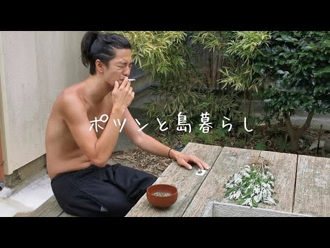 園芸 アフリカよもぎ、アフリカよもぎ