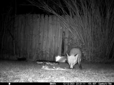 Wild  Red Fox eats food  in Cambridge UK Garden 12Dec21 1121pm Trail Camera Game Camera